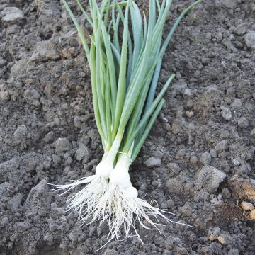 Cebola Branca de Lisboa Bio