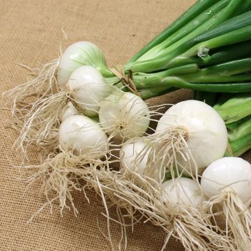 Cebola Branca Premier Vilmorin