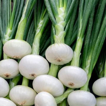 Cebola Branca Printanier Parisien Vilmorin
