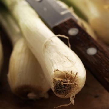 Cebola Branca Longa Bio Ishikura - Ferme de Sainte Marthe