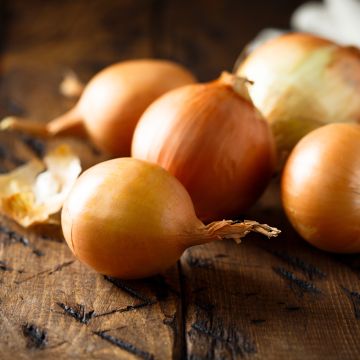 Cebola Amarela de Mulhouse tipo Auxonne
