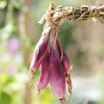 Cebola Vermelha Longa de Florença - Ferme de Sainte Marthe Bio