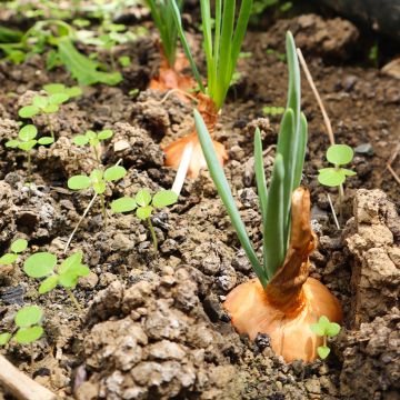 Cebola Stuttgart Ferme de Sainte Marthe Bio