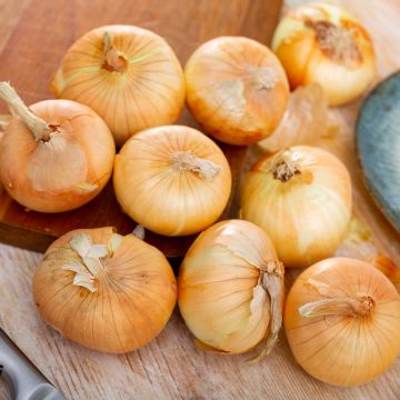 Cebola amarela Paille des Vertus plantas jovens