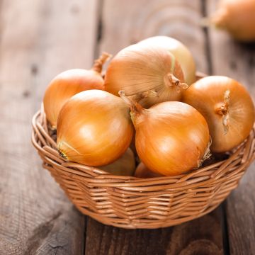 Cebola Amarela Ramata di Milano