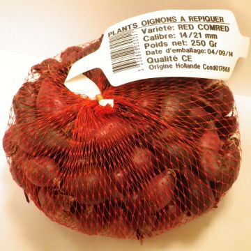 Cebola Vermelha Red Karmen plantas jovens (plantação no outono)