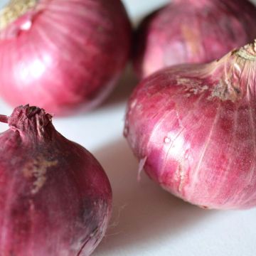Cebola roxa de Abbeville