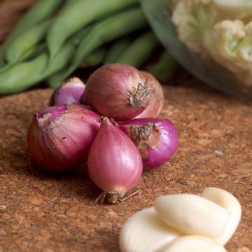 Cebola Vermelha Lilia Spring