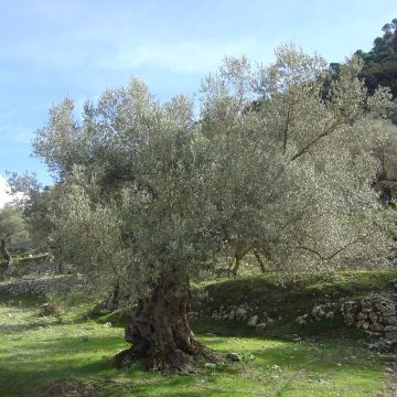 Olea europaea - Oliveira num caule