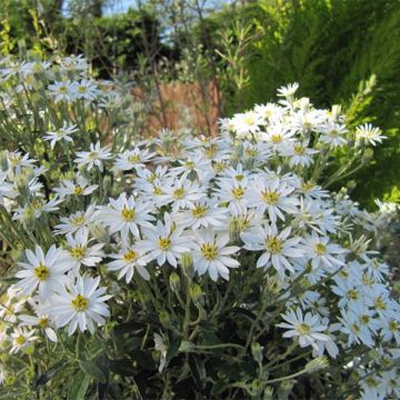 Olearia × scilloniensis