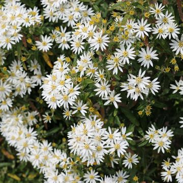 Olearia × scilloniensis Compacta