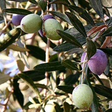 Oliveira Aglandau - Olea europaea