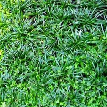 Ophiopogon japonicus Minor - Mondo