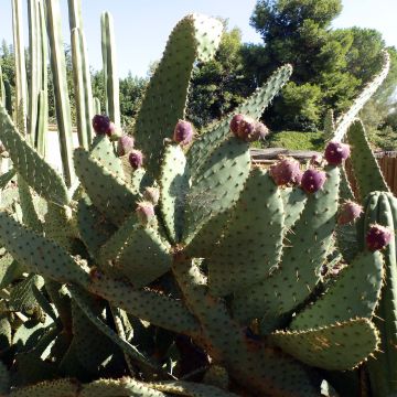 Opuntia engelmannii var. linguiformis