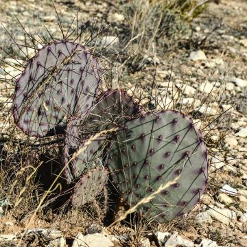 Opuntia macrocentra Epines noires