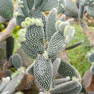 Opuntia microdasys var. albispina