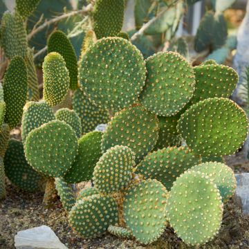 Opuntia microdasys var. pallida