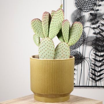 Opuntia microdasys