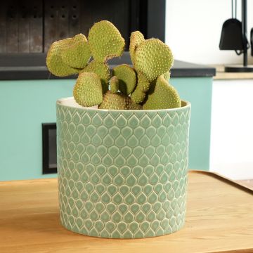 Opuntia microdasys var. pallida Undulata