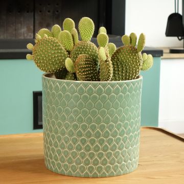 Opuntia microdasys var. pallida