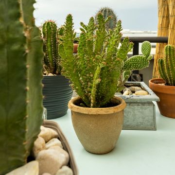 Opuntia monacantha - Cactus raquette