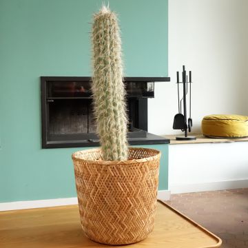 Oreocereus leucotrichus