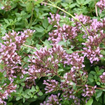 Origanum laevigatum Herrenhausen - Orégão