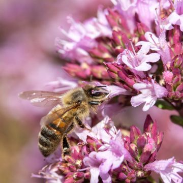 Origanum laevigatum Herrenhausen - Orégão Origanum laevigatum Herrenhausen - Orégão