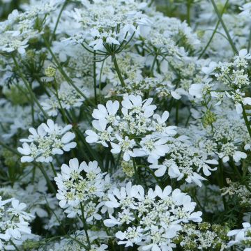 Orlaya grandiflora em sementes