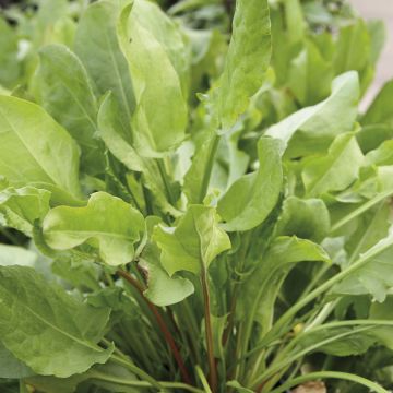 Azeda-larga de Belleville Bio