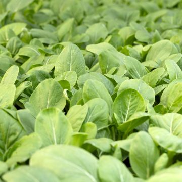 Lapazio / Azeda-espinafre Bio - Patience - Ferme de Sainte Marthe