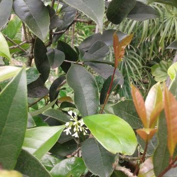 Osmanthus fragrans