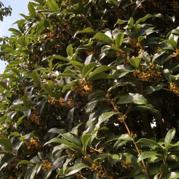 Osmanthus fragrans var. aurantiacus