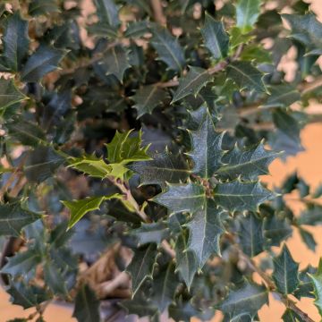 Osmanthus heterophyllus Perfumed Princess