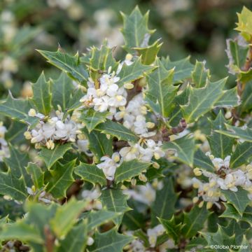 Osmanthus heterophyllus Perfume Party - Osmanto-heterófilo