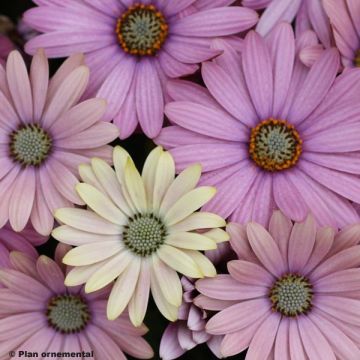<i>Osteospermum</i> — Ramo de primavera (margarida‑africana)