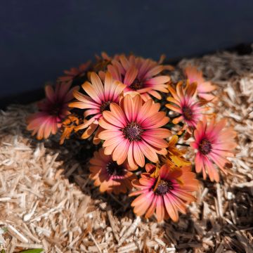 Margarida-do-cabo Cape Daisy Fireburst