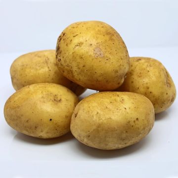 Batata Agria