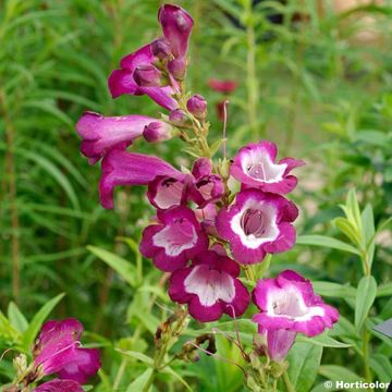 Penstemon Gloire des Quatre Rues