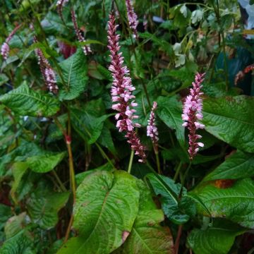 Persicaria amplexicaulis Early Pink Lady Persicaria amplexicaulis Early Pink Lady