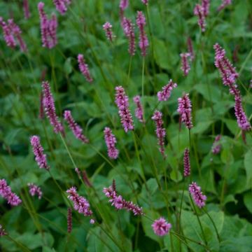 Persicaria amplexicaulis High Society
