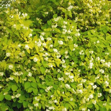 Philadelphus coronarius Aureus