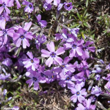 Flox-tapete Purple Beauty - Phlox subulata