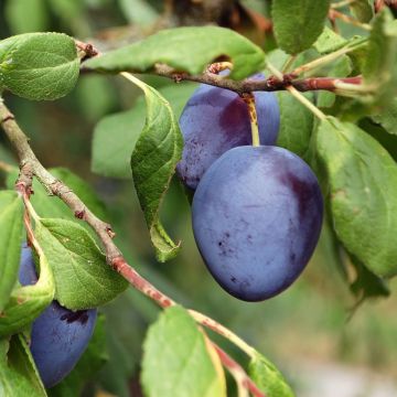 Ameixeira Royale de Tours - Prunus domestica
