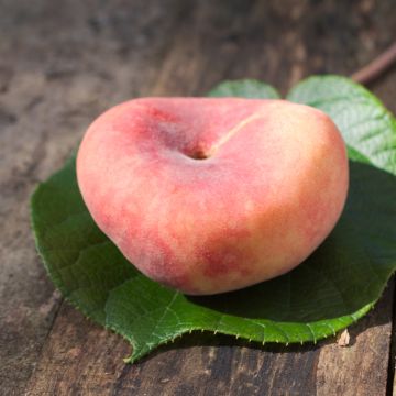 Pessegueiro Flatqueen (pêssego achatado) - Prunus persica