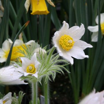 Pulsatilla vulgaris Alba