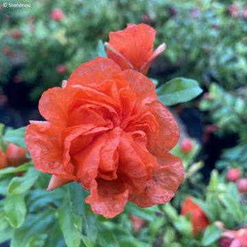 Romãzeira Nana Racemosa