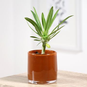 Pachypodium lamerei