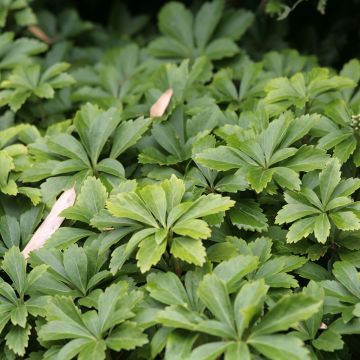 Pachysandra terminalis Pachysandra terminalis