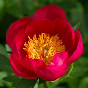 Paeonia Flame